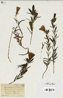 spécimen de Gentiana pneumonanthe