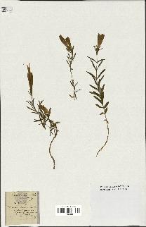 spécimen de Gentiana pneumonanthe