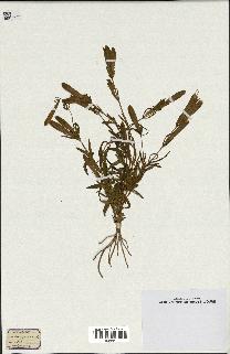 spécimen de Gentiana pneumonanthe