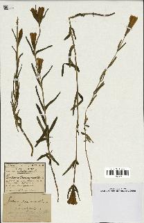 spécimen de Gentiana pneumonanthe