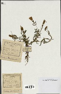 spécimen de Gentiana pneumonanthe