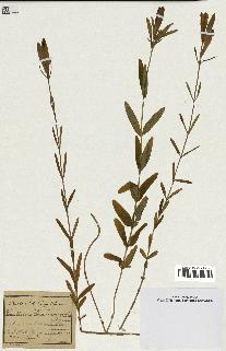 spécimen de Gentiana pneumonanthe