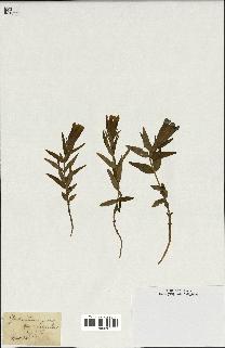 spécimen de Gentiana pneumonanthe