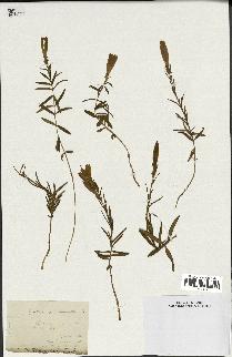 spécimen de Gentiana pneumonanthe
