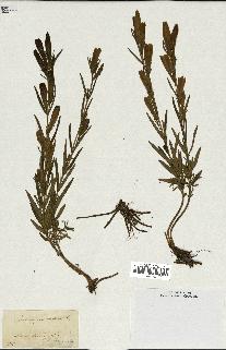 spécimen de Gentiana pneumonanthe