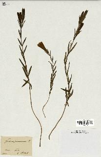 spécimen de Gentiana pneumonanthe