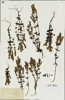 spécimen de Gentiana germanica