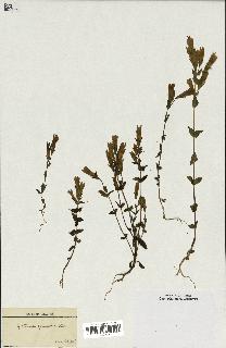 spécimen de Gentiana germanica