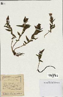 spécimen de Gentiana pneumonanthe