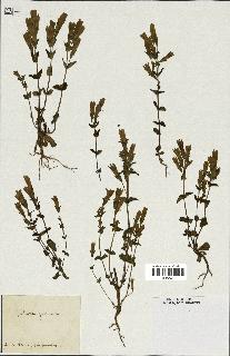 spécimen de Gentiana germanica