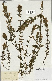 spécimen de Gentiana germanica