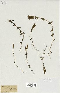 spécimen de Gentiana germanica