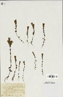 spécimen de Gentiana germanica