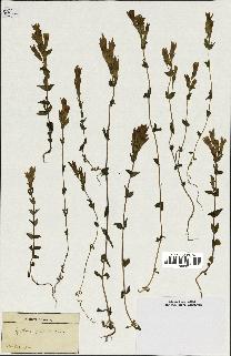 spécimen de Gentiana germanica
