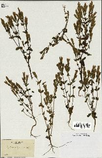 spécimen de Gentiana germanica