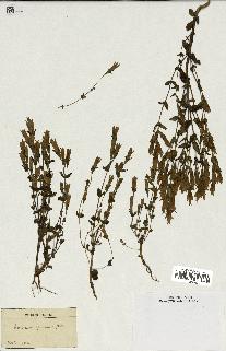 spécimen de Gentiana germanica