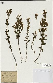 spécimen de Gentiana germanica