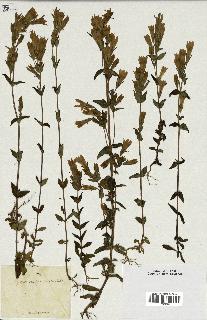 spécimen de Gentiana germanica