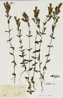 spécimen de Gentiana germanica