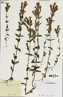 spécimen de Gentiana germanica