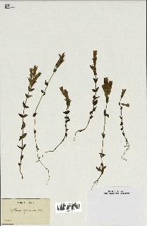 spécimen de Gentiana germanica