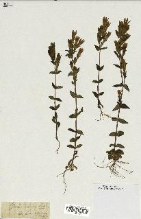 spécimen de Gentiana germanica