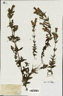 spécimen de Gentiana germanica