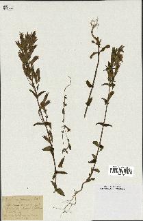 spécimen de Gentiana germanica