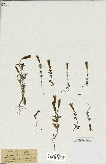 spécimen de Gentiana germanica