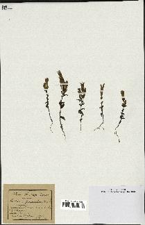 spécimen de Gentiana germanica