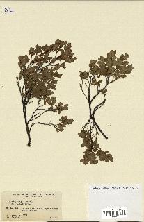 spécimen de Vaccinium uliginosum