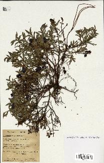 spécimen de Vaccinium angustifolium