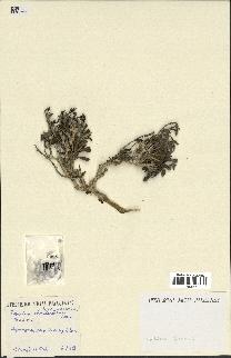 spécimen de Teucrium chardonianum