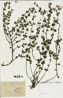 spécimen de Calamintha menthifolia