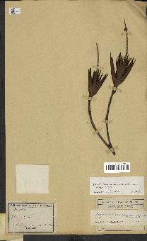 spécimen de Dracophyllum ramosum