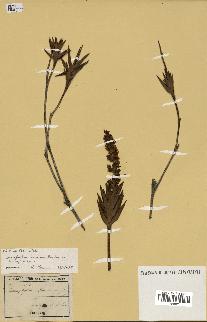 spécimen de Dracophyllum ramosum