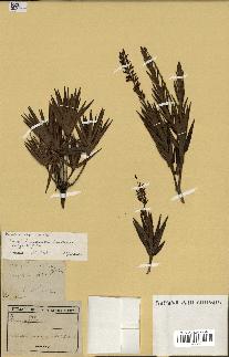 spécimen de Dracophyllum ramosum
