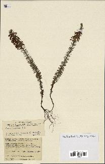 spécimen de Epacris impressa