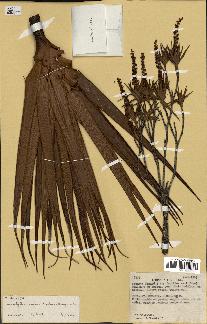 spécimen de Dracophyllum ramosum