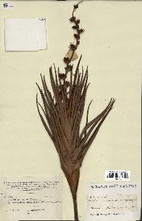 spécimen de Dracophyllum ramosum