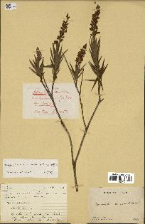 spécimen de Dracophyllum ramosum