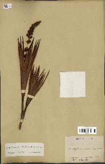 spécimen de Dracophyllum ramosum