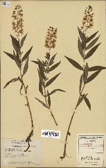 spécimen de Lysimachia terrestris