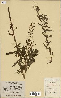 spécimen de Lysimachia terrestris