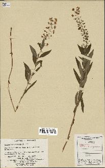 spécimen de Lysimachia terrestris