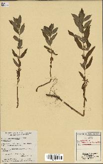 spécimen de Lysimachia terrestris