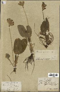 spécimen de Primula officinalis