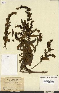 spécimen de Buddleja tucumanensis