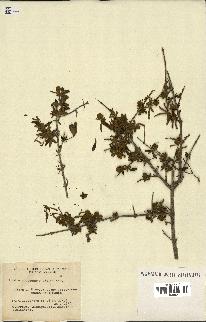 spécimen de Buddleja tucumanensis