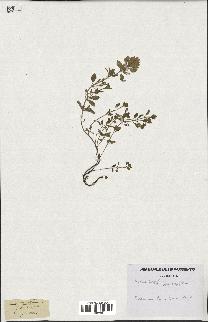 spécimen de Thymus serpyllum